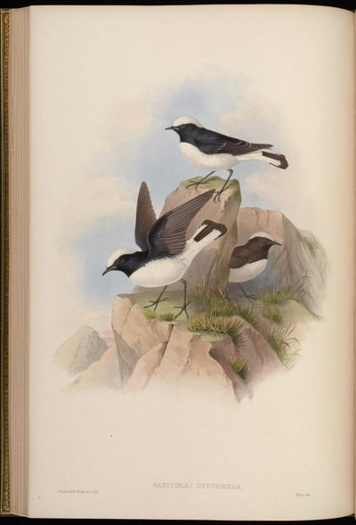 Saxicola leucomela = Oenanthe pleschanka by John Gould